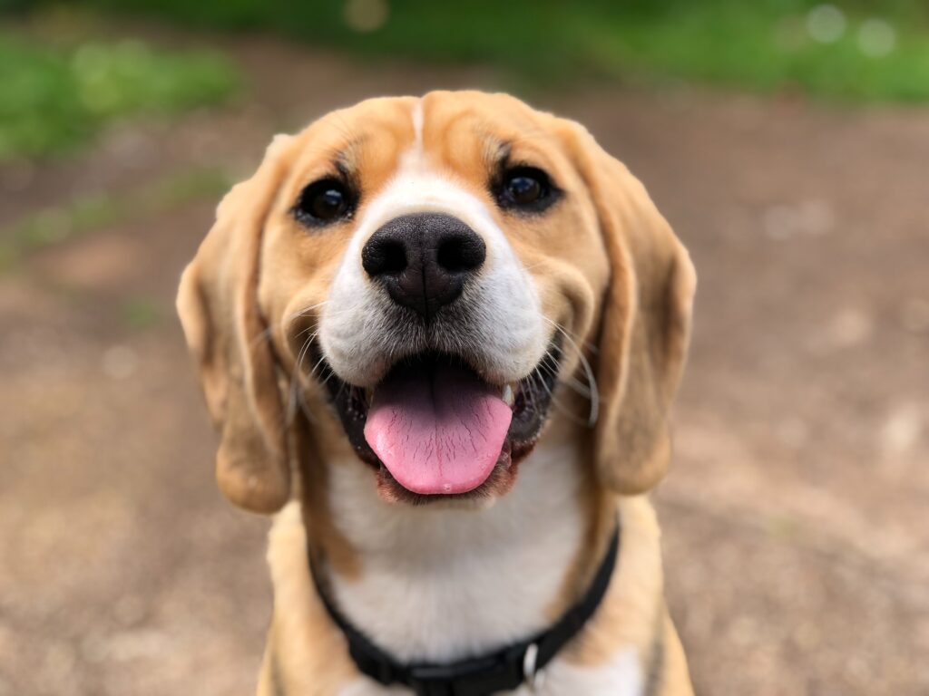 tete de chien
